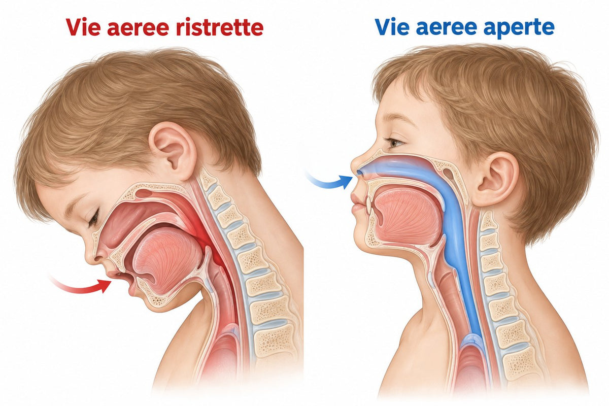 Sezione anatomica: vie aeree ristrette con la testa piegata e vie aeree aperte con la testa allineata